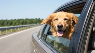 Je laissais mon chien sortir la tête à la fenêtre sur la route des vacances comme tout le monde : le véto m'a expliqué ce ...