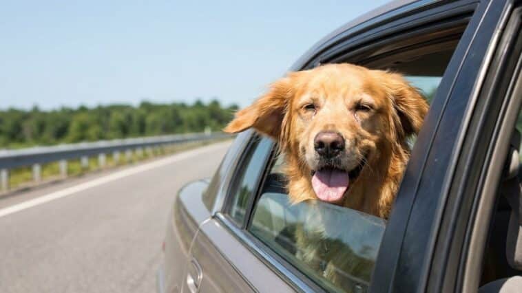 Je laissais mon chien sortir la tête à la fenêtre sur la route des vacances comme tout le monde : le véto m'a expliqué ce ...