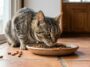 Je pensais que mon chat faisait un caprice en vidant sa gamelle au sol : personne ne m'avait dit que ce récipient trop étr...