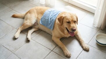 Je pensais rafraîchir mon chien avec un linge mouillé en pleine chaleur : le véto a touché sous la serviette et m'a posé u...