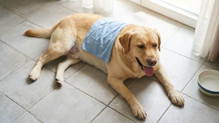 Je pensais rafraîchir mon chien avec un linge mouillé en pleine chaleur : le véto a touché sous la serviette et m'a posé u...