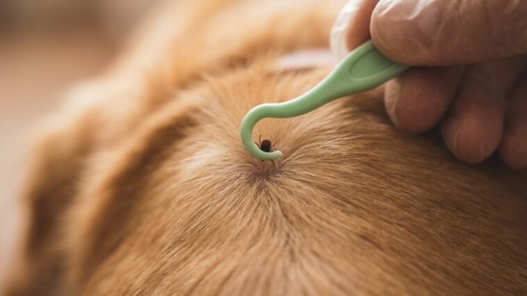 Je retirais les tiques de mon chien à la pince à épiler comme tout le monde : le jour où le véto m'a expliqué ce que je pr...