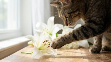 Mon chat adopté s'est léché la patte après être passé sous le vase : mon véto a regardé les fleurs et m'a posé une seule q...
