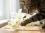 Mon chat adopté s'est léché la patte après être passé sous le vase : mon véto a regardé les fleurs et m'a posé une seule q...