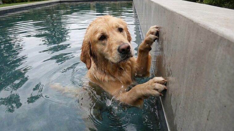 Mon chien est tombé dans la piscine pendant que je rangeais le salon de jardin : le véto m'a dit que j'avais eu quelques m...