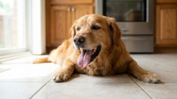 Mon chien haletait sur le carrelage et j’ai couru chercher une serviette mouillée : le véto m’a dit de la retirer avant mê...