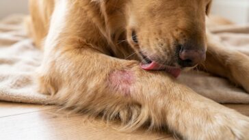 Mon chien léchait toujours le même point de son poignet et je mettais ça sur l'ennui : le véto m'a dit de revenir avant la...
