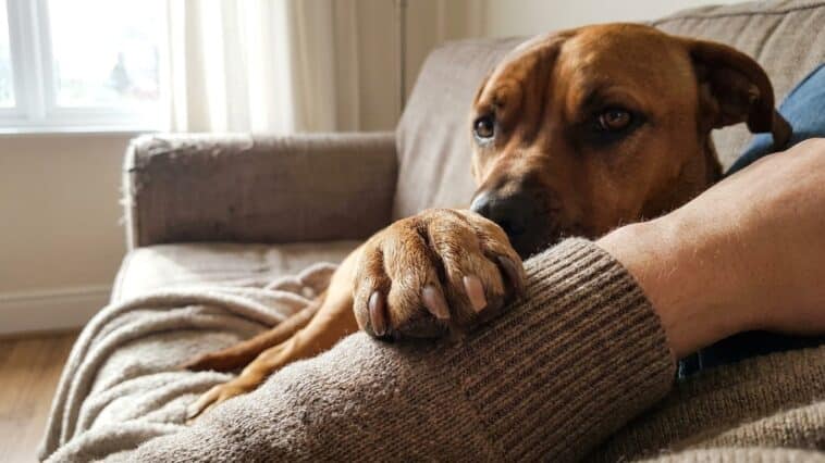 Mon chien posait sa patte sur mon bras et je fondais à chaque fois : ce qu'un vétérinaire comportementaliste m'a fait rema...
