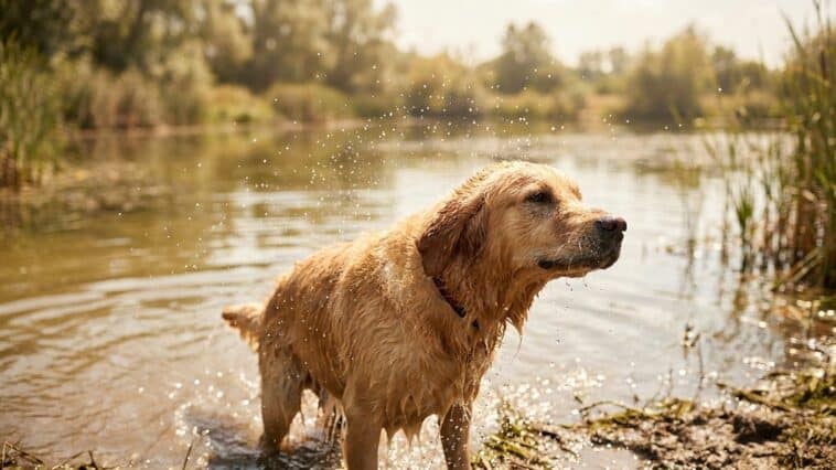 Mon chien s'est baigné dans l'étang comme chaque été : le véto m'a demandé s'il s'était léché en sortant et j'ai compris