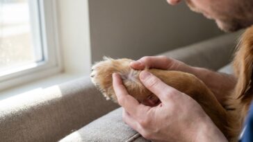 Mon chien se léchait la patte sans arrêt après la balade et je trouvais ça anodin : le véto m'a dit de venir dans l'heure