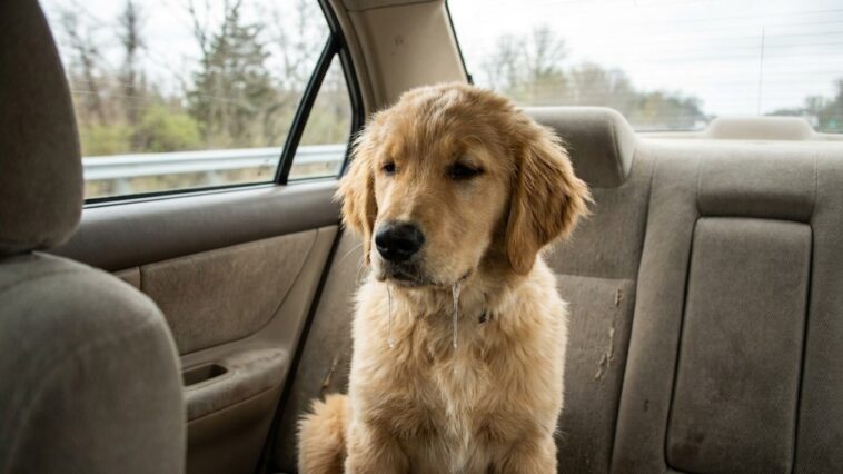 Mon chien se mettait à baver dès qu'on démarrait la voiture : ce que le véto m'a expliqué n'avait rien à voir avec l'anxiété