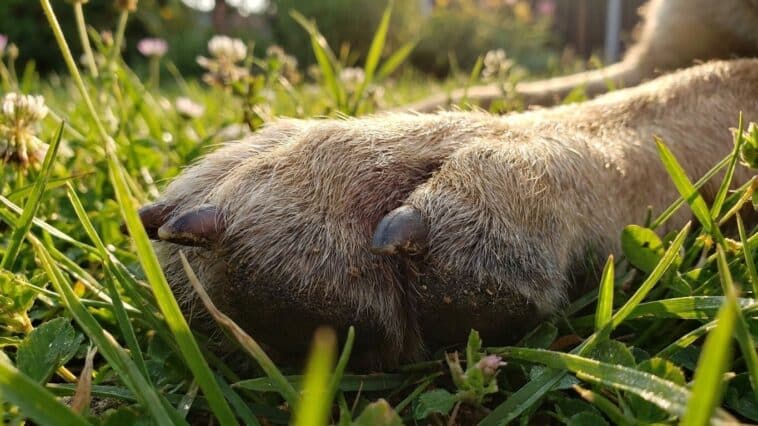 Mon chien se mordillait entre deux doigts après chaque balade et je trouvais ça propre : le véto m'a dit de venir dans la ...