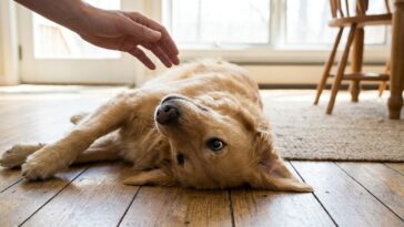 Mon chien se roulait sur le dos dès qu'un inconnu entrait et je trouvais ça adorable : une éducatrice m'a dit de ne surtou...