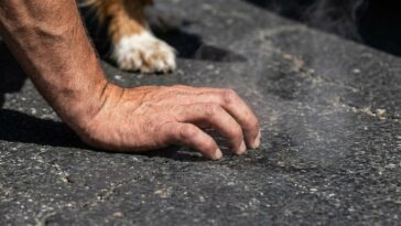 Mon chien s’est mis à boiter au retour de la balade et je pensais à un caillou : le véto m’a demandé de poser ma paume au ...