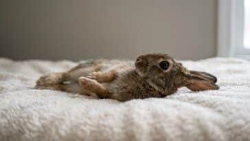 Tout le monde met son lapin en « transe » sur le dos pour le détendre : c'est exactement ce qui le terrorise le plus