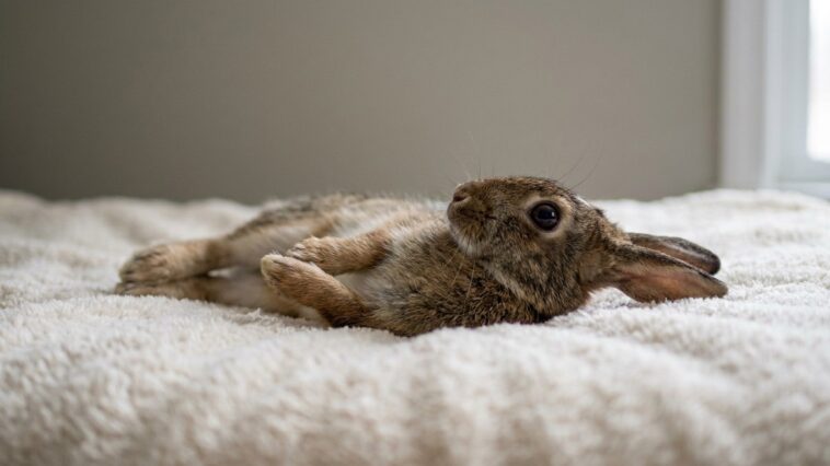 Tout le monde met son lapin en « transe » sur le dos pour le détendre : c'est exactement ce qui le terrorise le plus