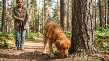 Votre chien renifle une file de chenilles au pied d'un pin : un vétérinaire m'a dit ce que ces poils projettent, et j'ai r...