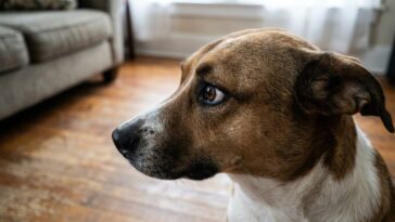 « Regarde, il fait les yeux doux à la petite » : ce que ce croissant blanc dans l'œil du chien annonce quelques secondes a...