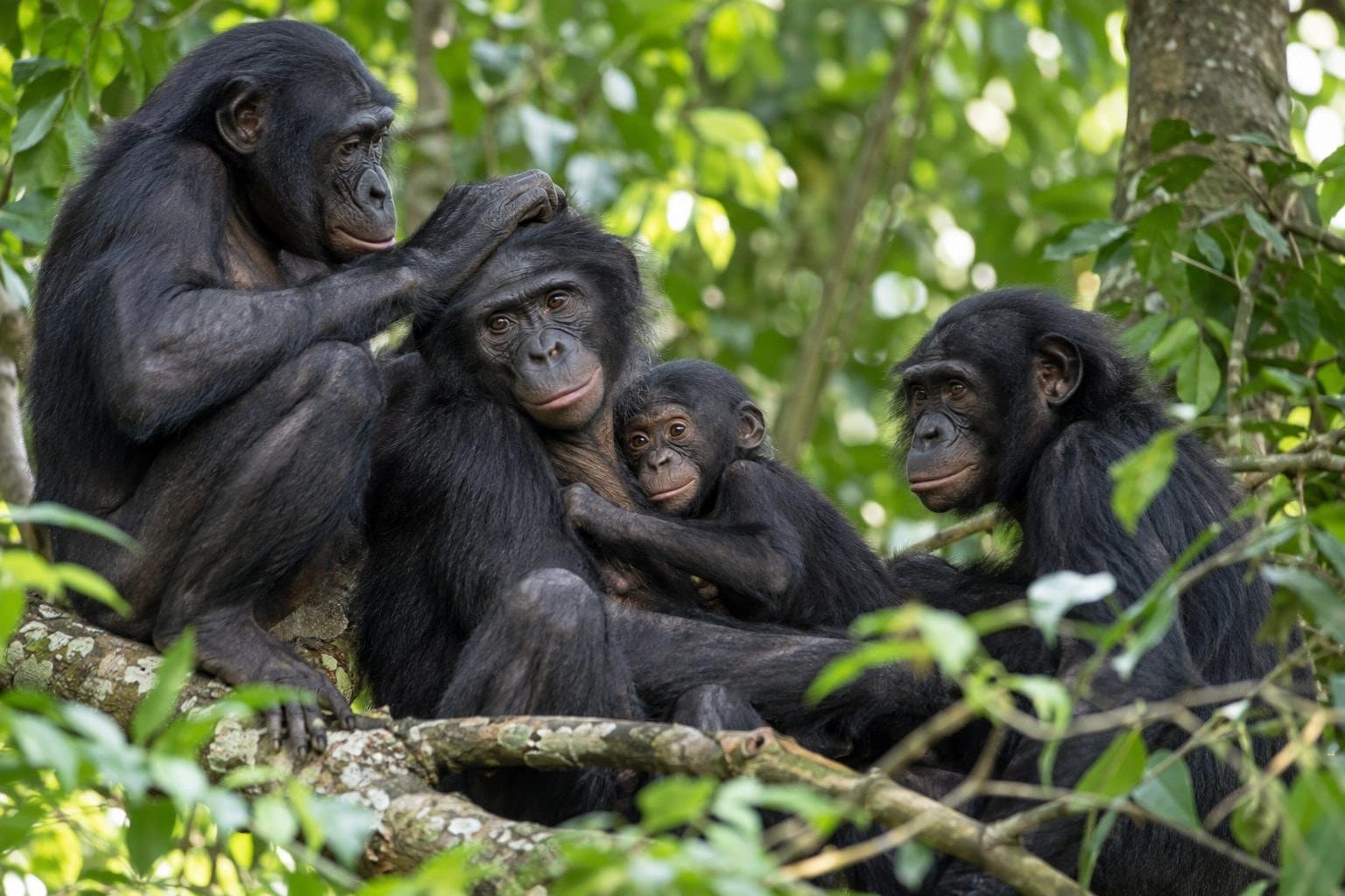 Groupe de bonobos en interaction sociale et affective