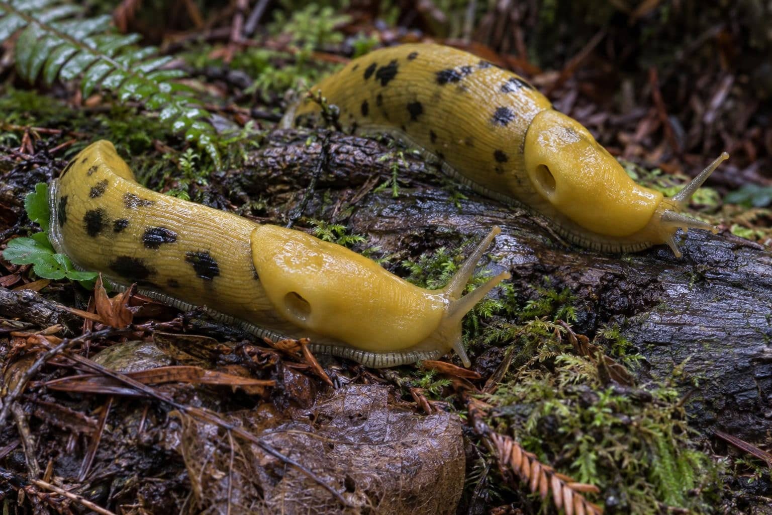 Limace banane en gros plan montrant son anatomie distinctive