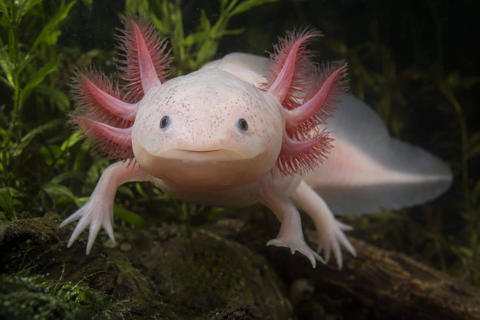 Axolotl mexicain (Ambystoma mexicanum)