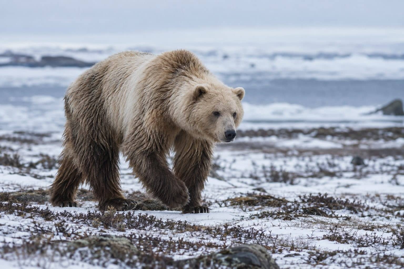 Grolar/Pizzly (hybride grizzly-ours polaire)