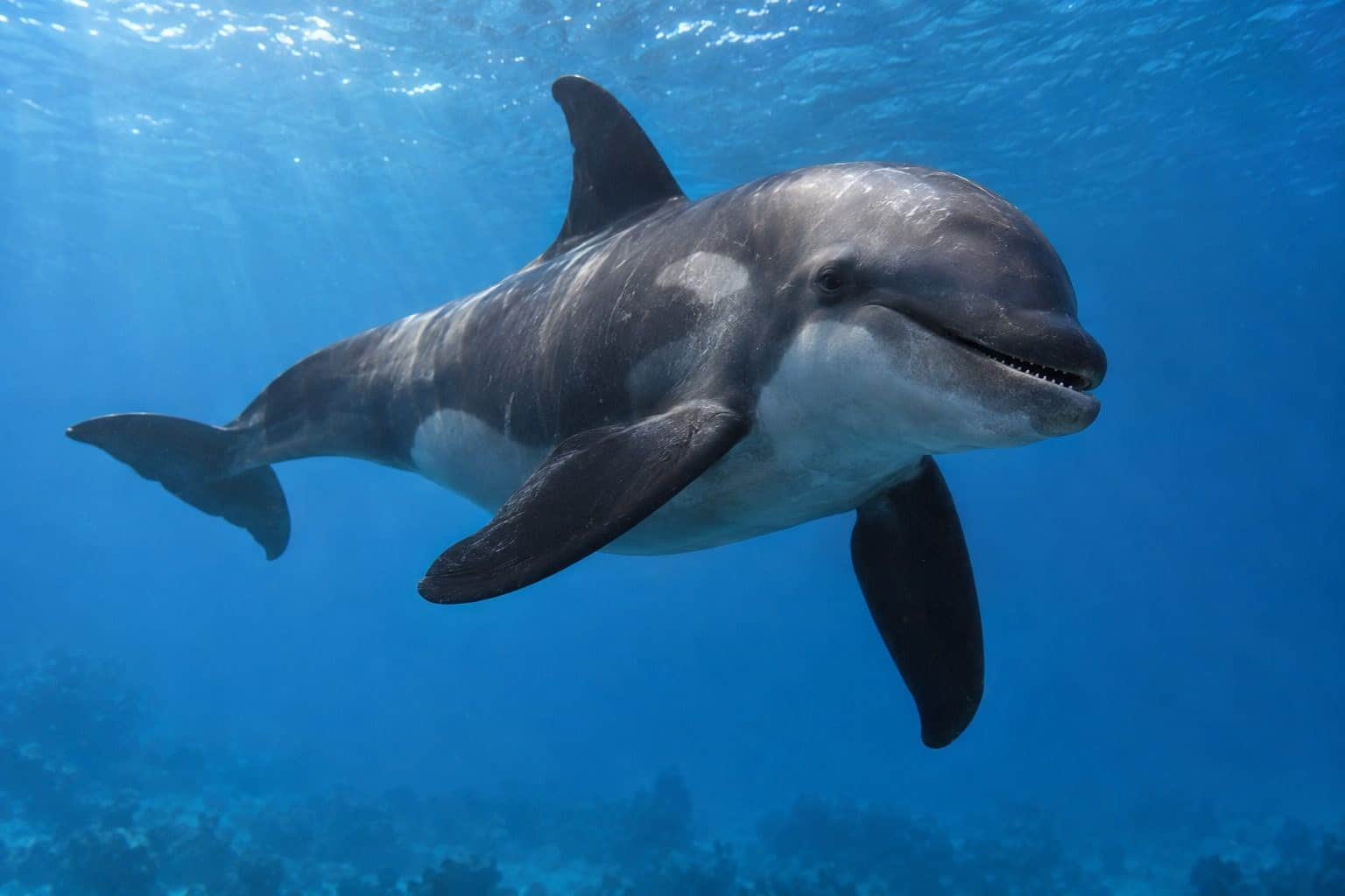 Wholphin (hybride orque-dauphin)