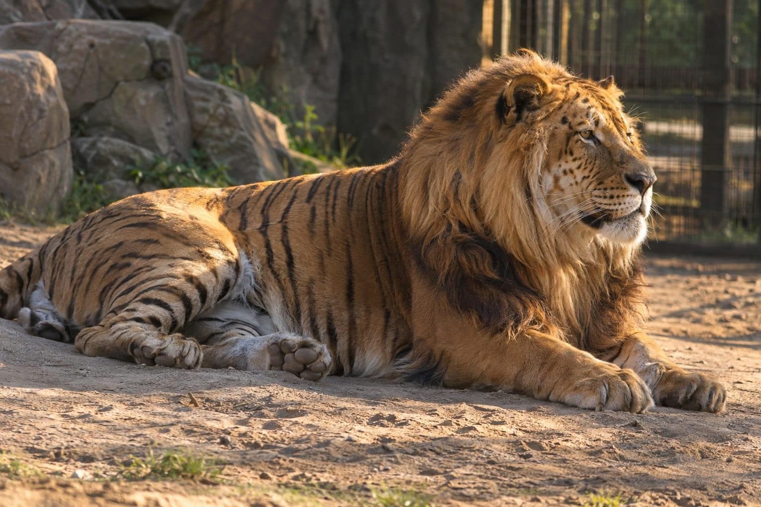 Ligre (hybride lion-tigre)