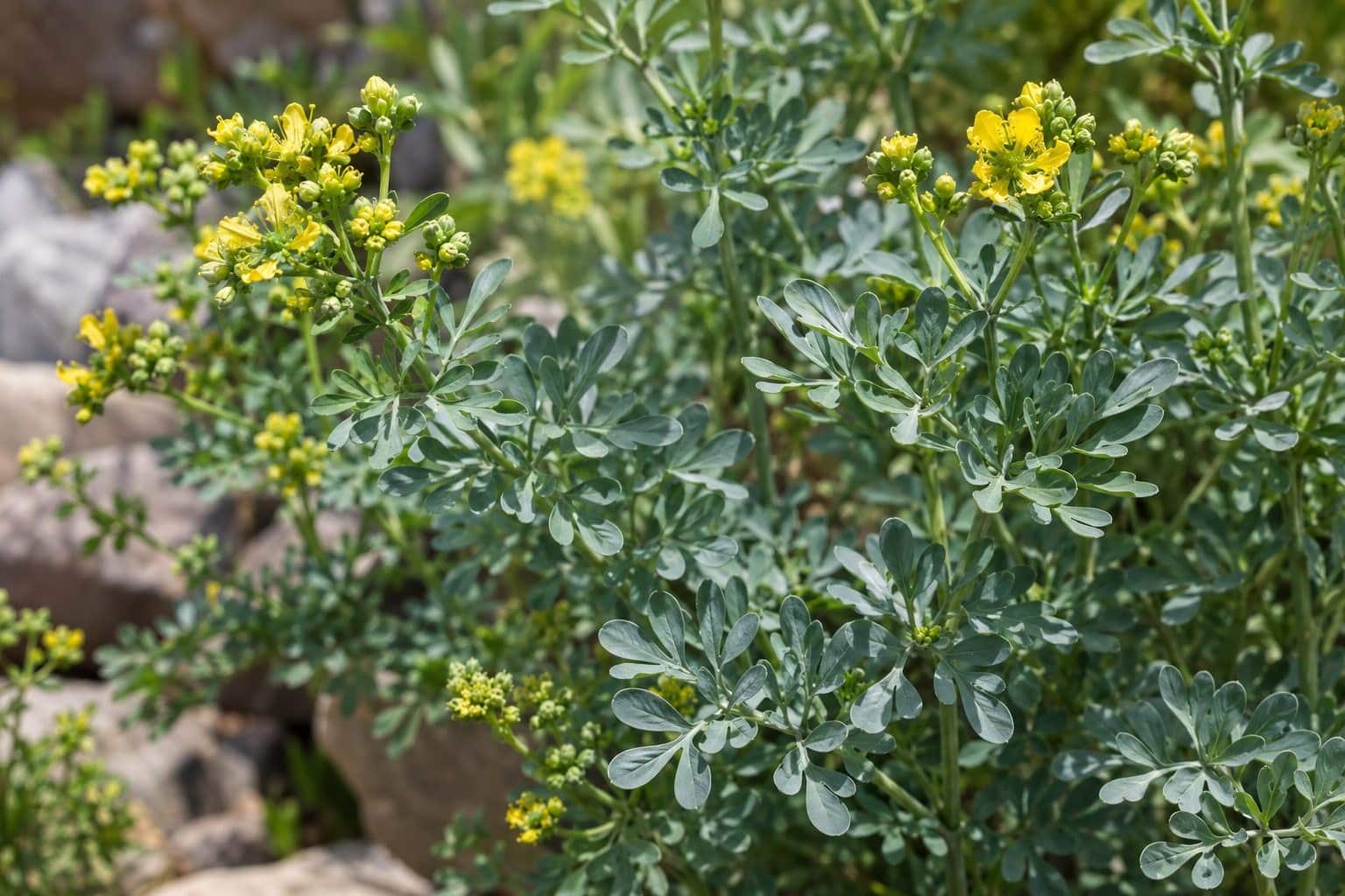 Plant de rue puante (Ruta graveolens) avec ses feuilles caractéristiques en gros plan