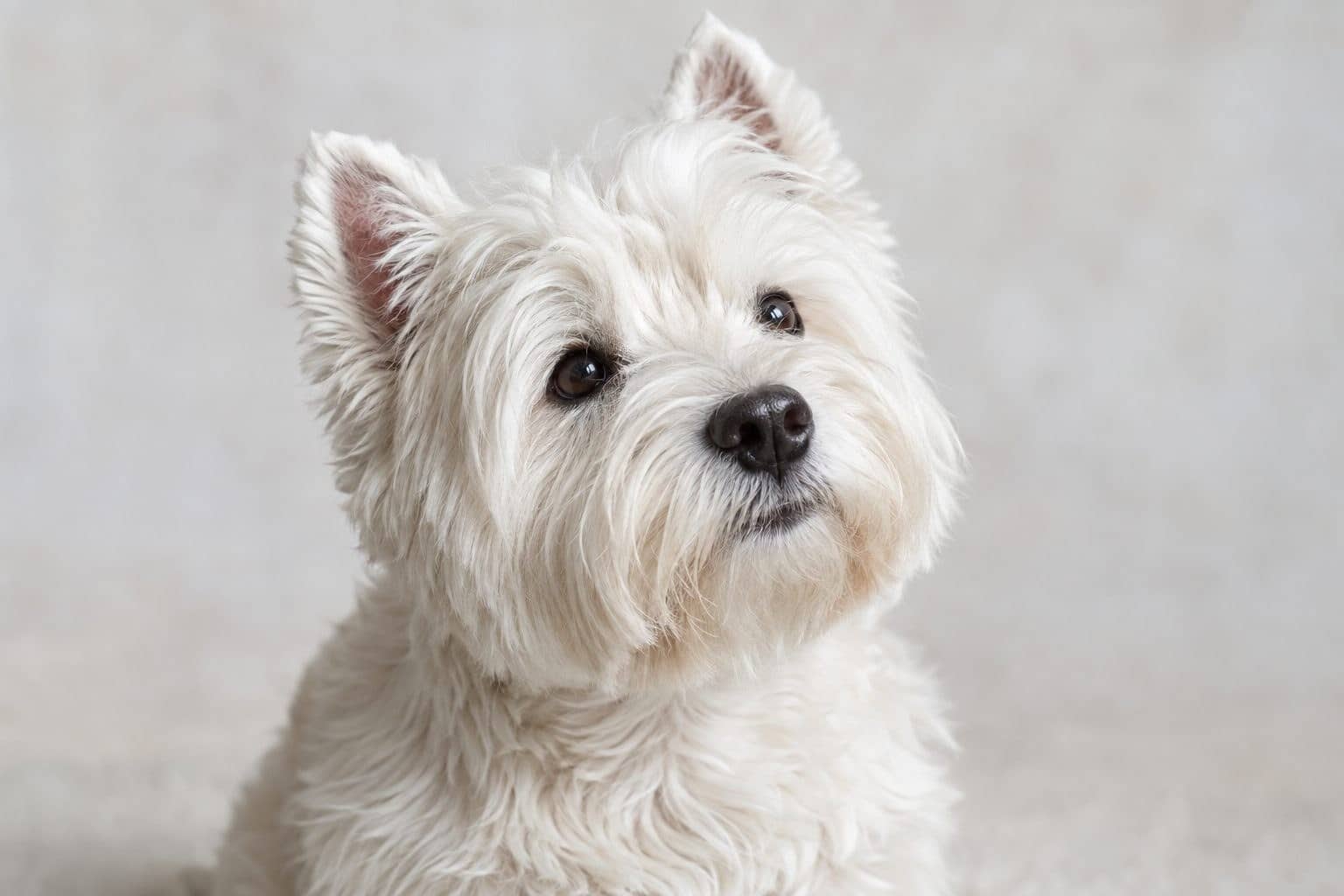 Un Westie (West Highland White Terrier) assis et regardant vers le haut avec une expression attendrissante, sur un fond neutre clair, en gros plan