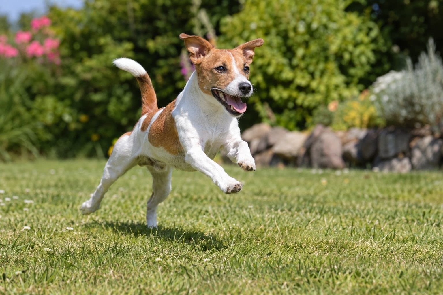 Un Jack Russell Terrier en action, sautant ou jouant dynamiquement dans un jardin, avec une lumière naturelle brillante mettant en avant son agilité