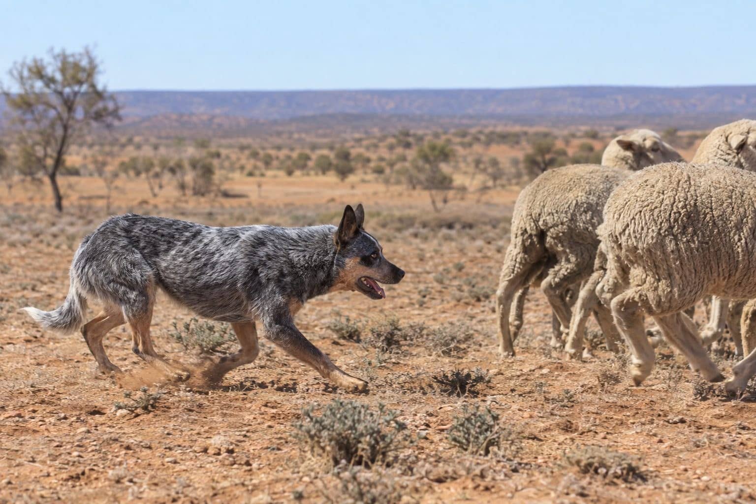 Bouvier australien en action de travail