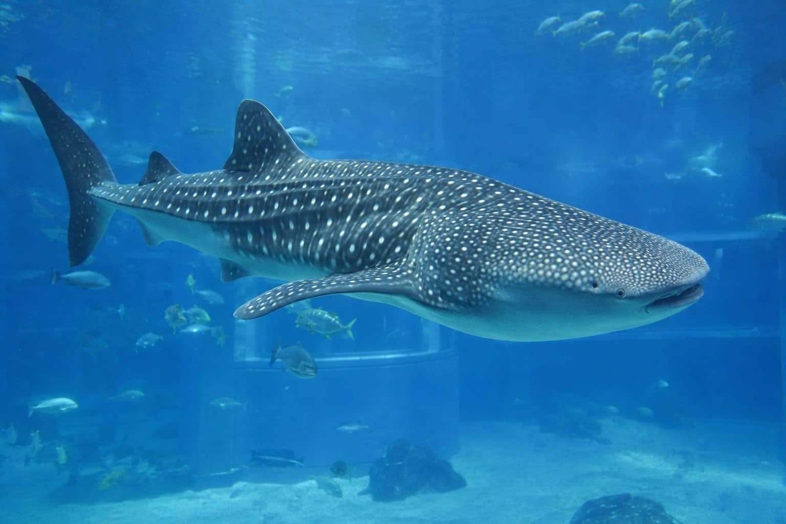 Requin-baleine de profil dans un aquarium ou bassin, montrant sa taille imposante et son caractère placide
