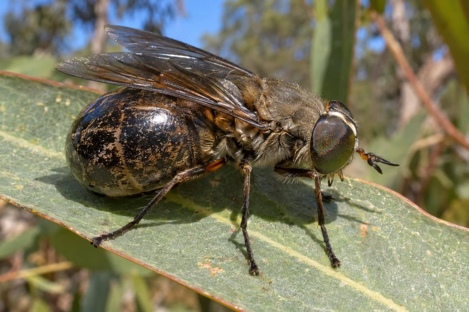 Le taon Scaptia plinthina beyonceae en gros plan sur une feuille australienne