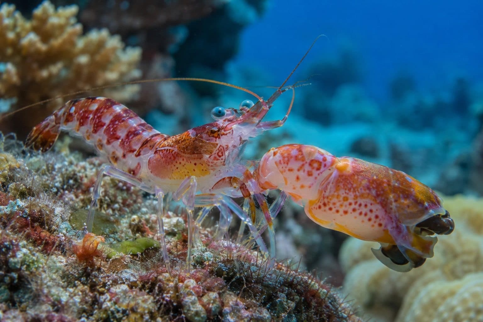 La crevette Synalpheus pinkfloydii en position de chasse avec ses pinces tendues