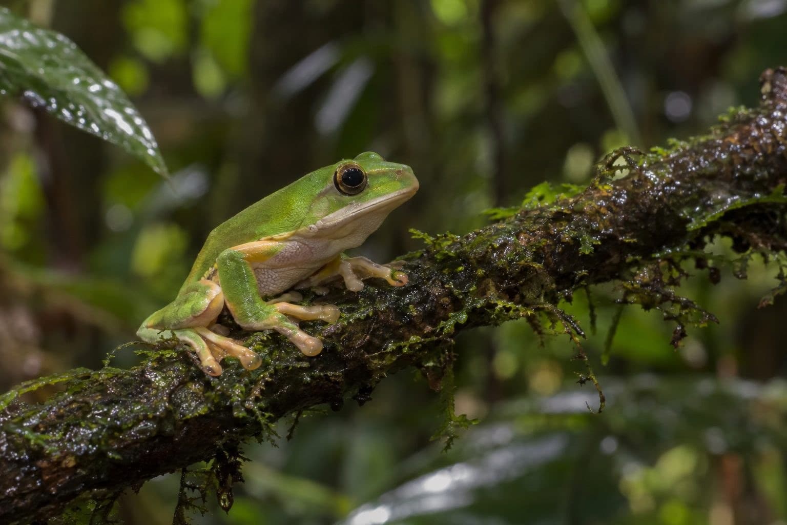 La grenouille Hyla stingi sur une branche humide en forêt amazonienne