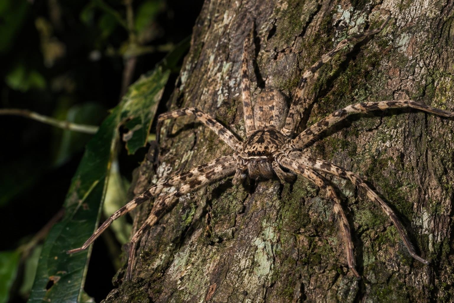 L'araignée Heteropoda davidbowie en gros plan sur une écorce de Malaisie