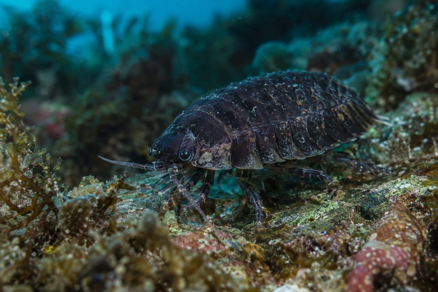 Le crustacé Cirolana mercuryi dans son environnement marin naturel