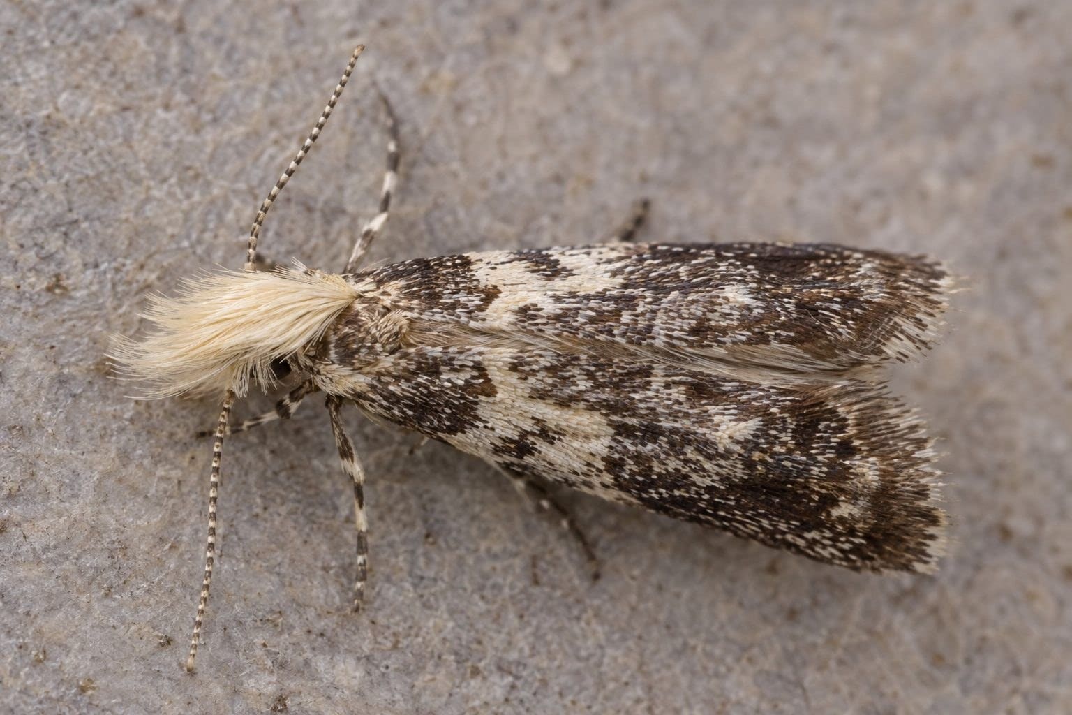 Le papillon de nuit Neopalpa donaldtrumpi posé montrant son front jaunâtre caractéristique