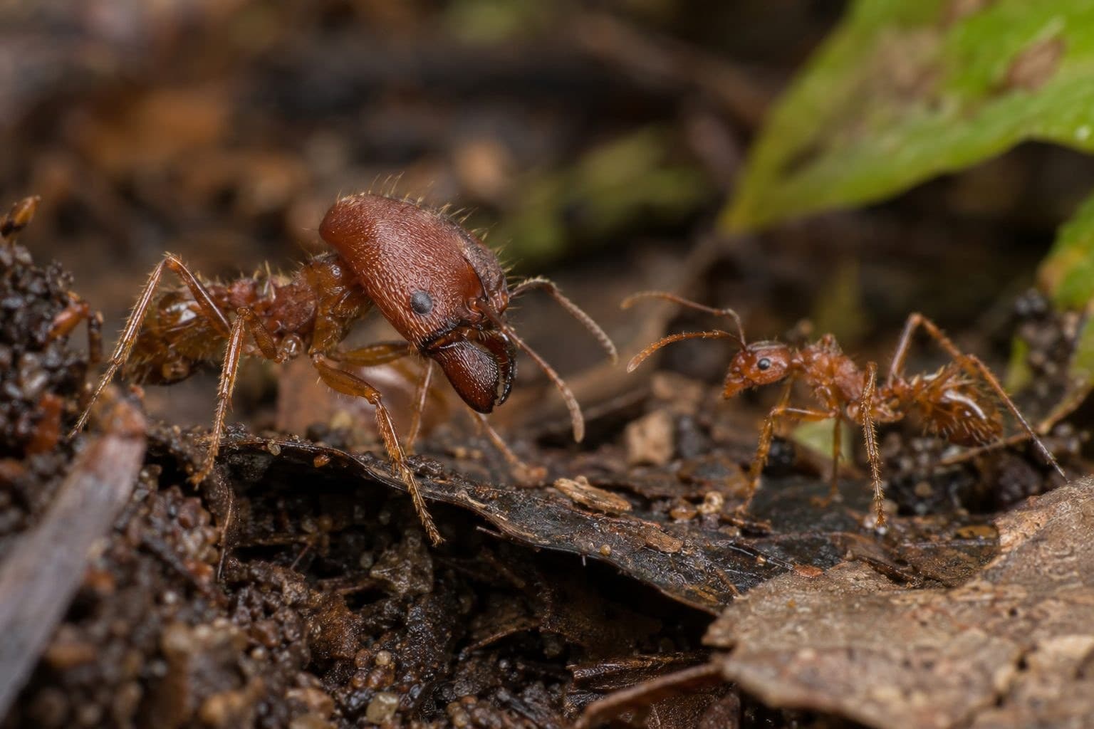 La fourmi Pheidole harrisonfordi en gros plan montrant sa morphologie caractéristique