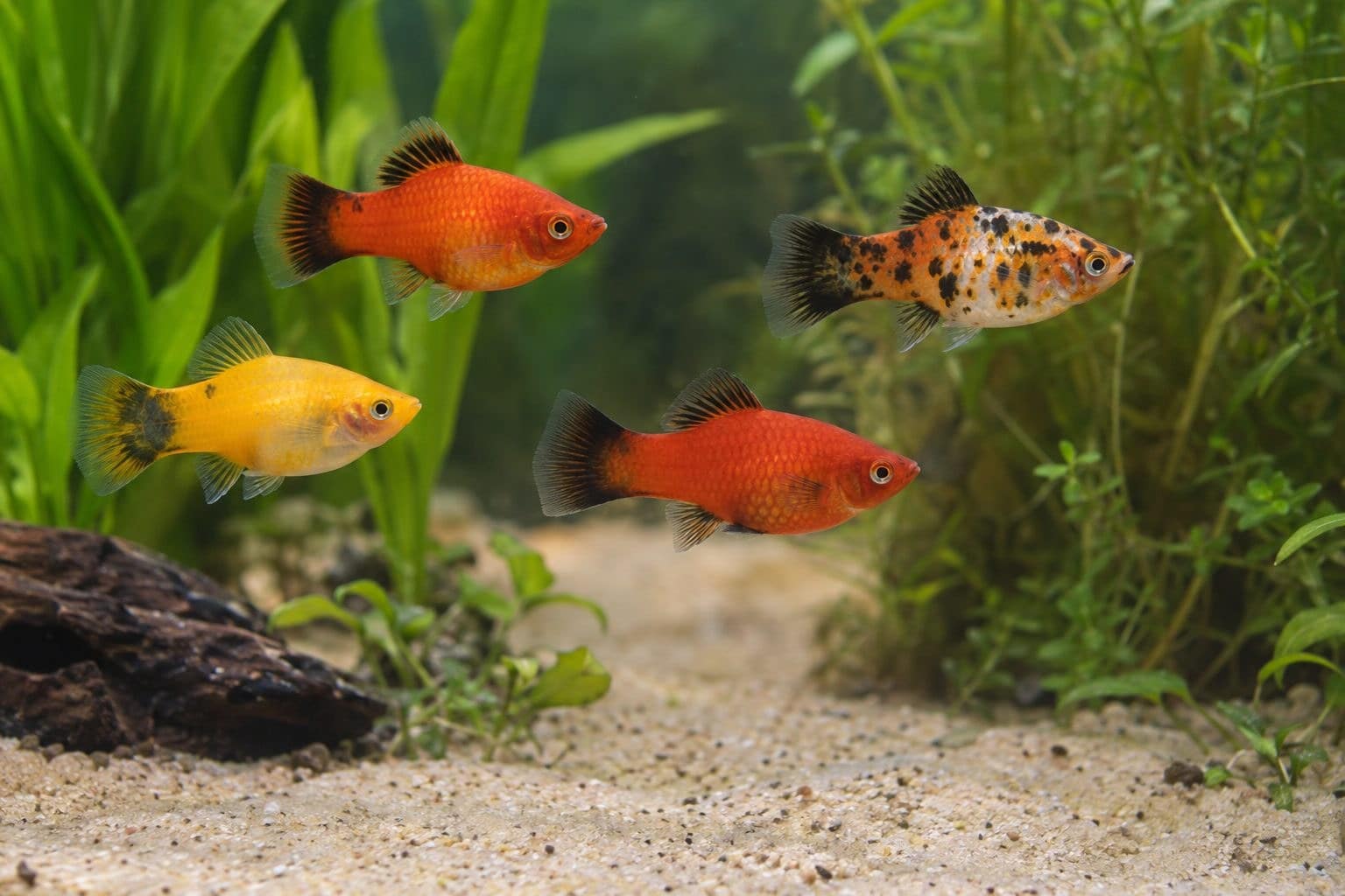 Platy multicolore en groupe
