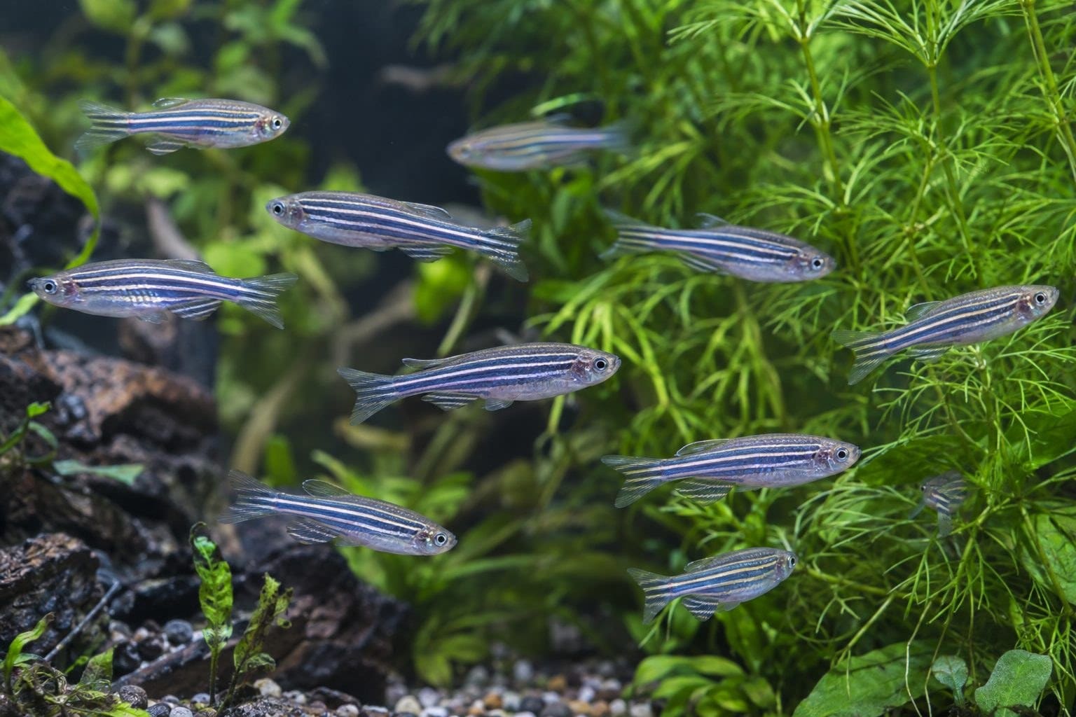 Poisson zèbre en mouvement
