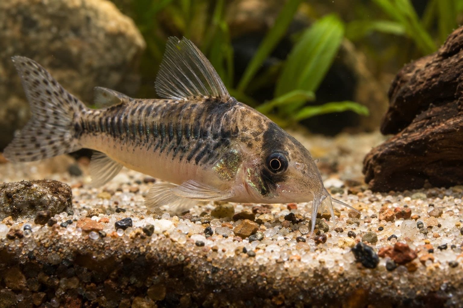 Corydoras en train de fouiller le substrat
