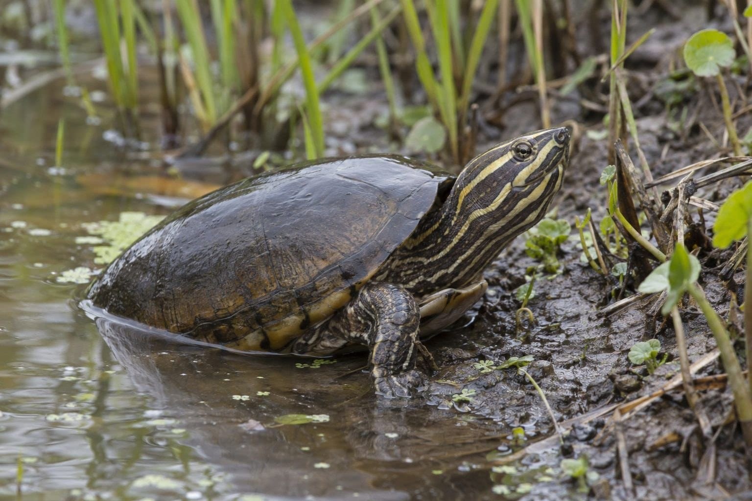 Tortue de boue rayée entre terre et eau dans son habitat naturel