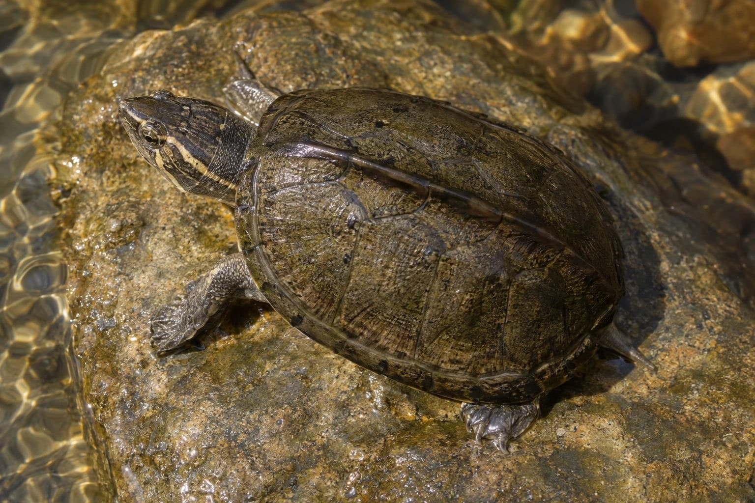 Tortue Cinosterne carénée vue de dessus montrant sa forme de tête distinctive
