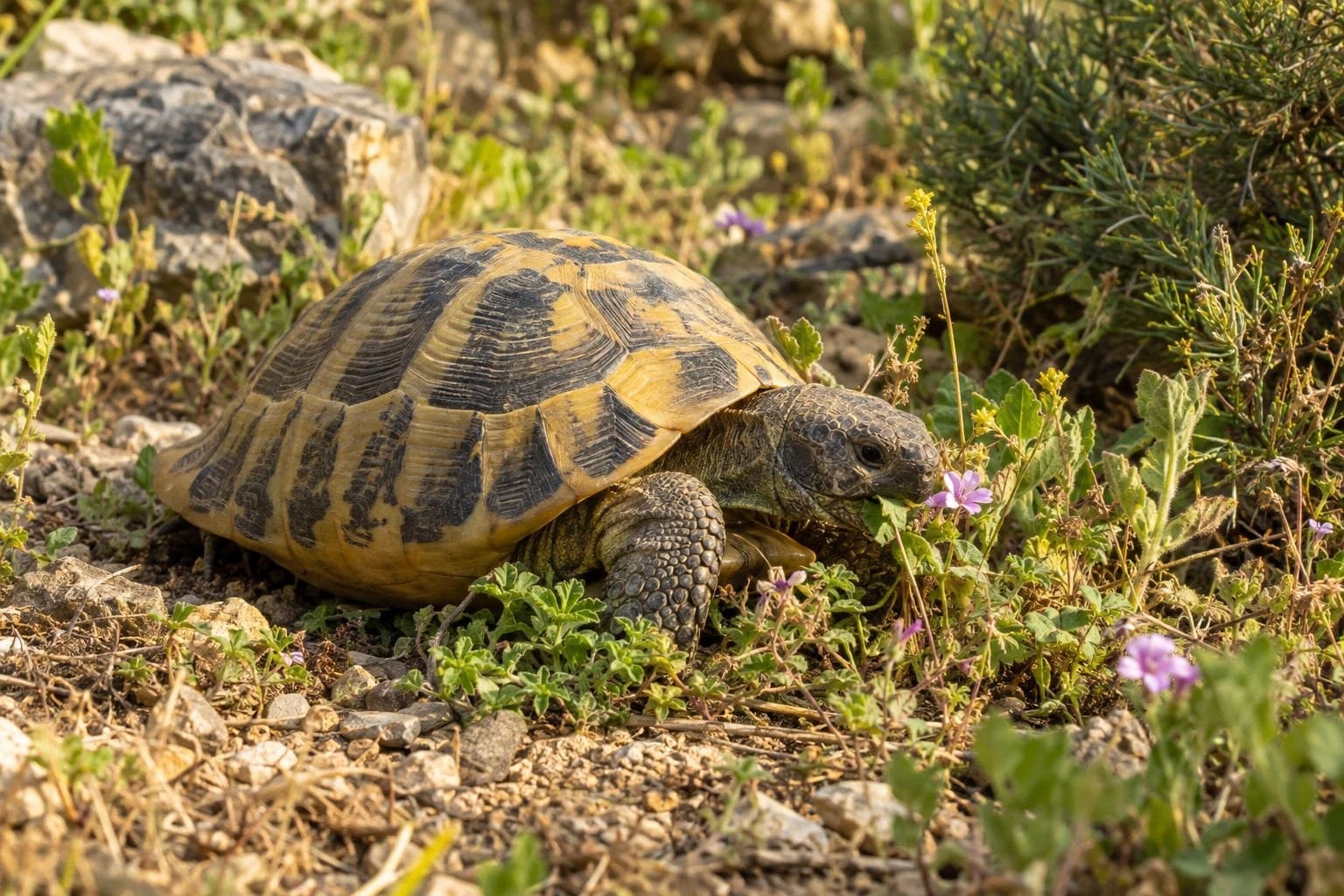 Tortue Hermann en train de se nourrir dans un jardin méditerranéen