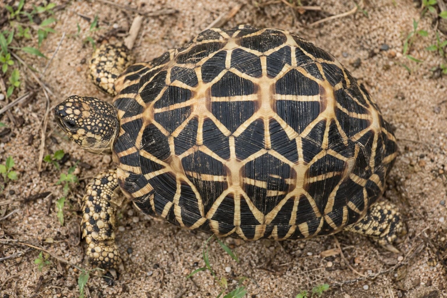Tortue étoilée d'Inde de face montrant son motif en étoile