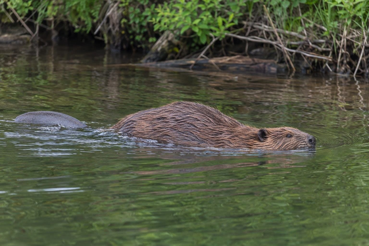 Castor d'Europe dans l'eau