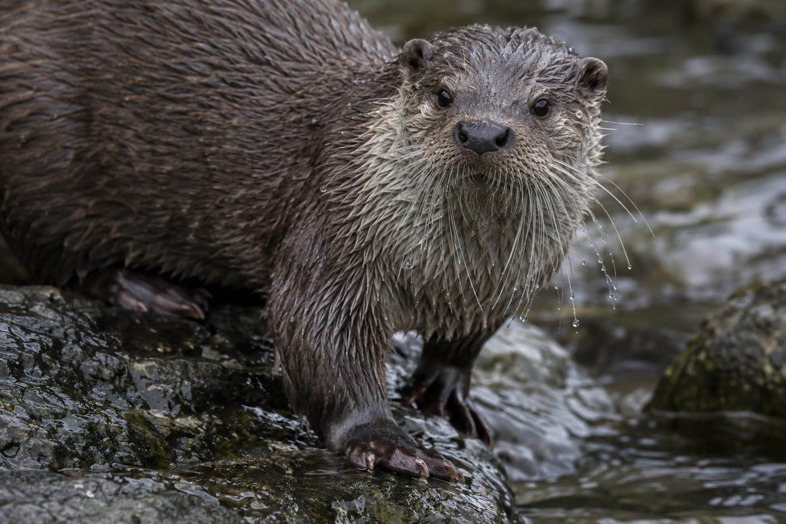 Loutre d'Europe en gros plan