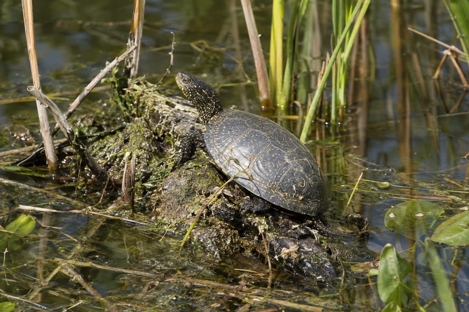 Tortue des marais dans son habitat aquatique